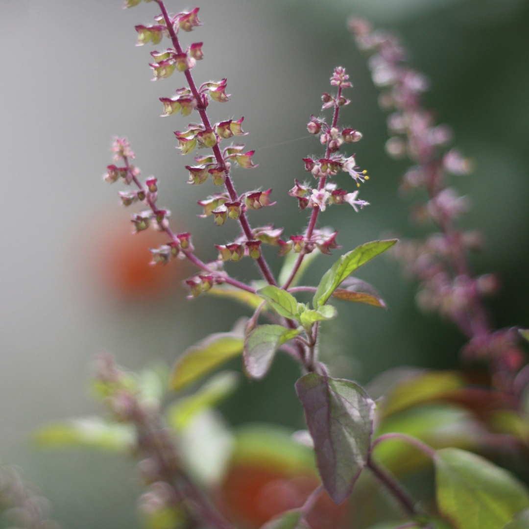 Tulsi (Bio)