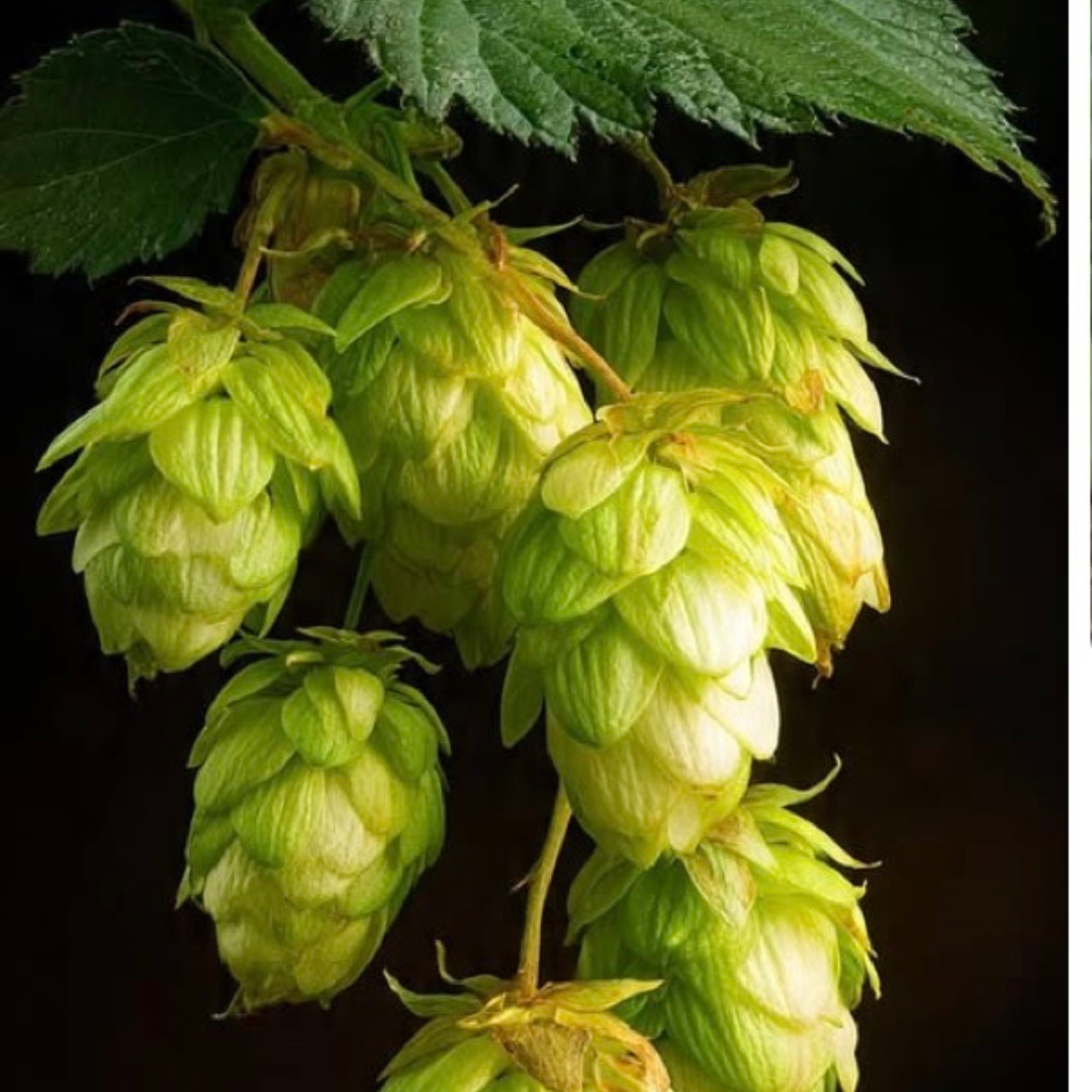 Hopfendolden (ganz) Bio