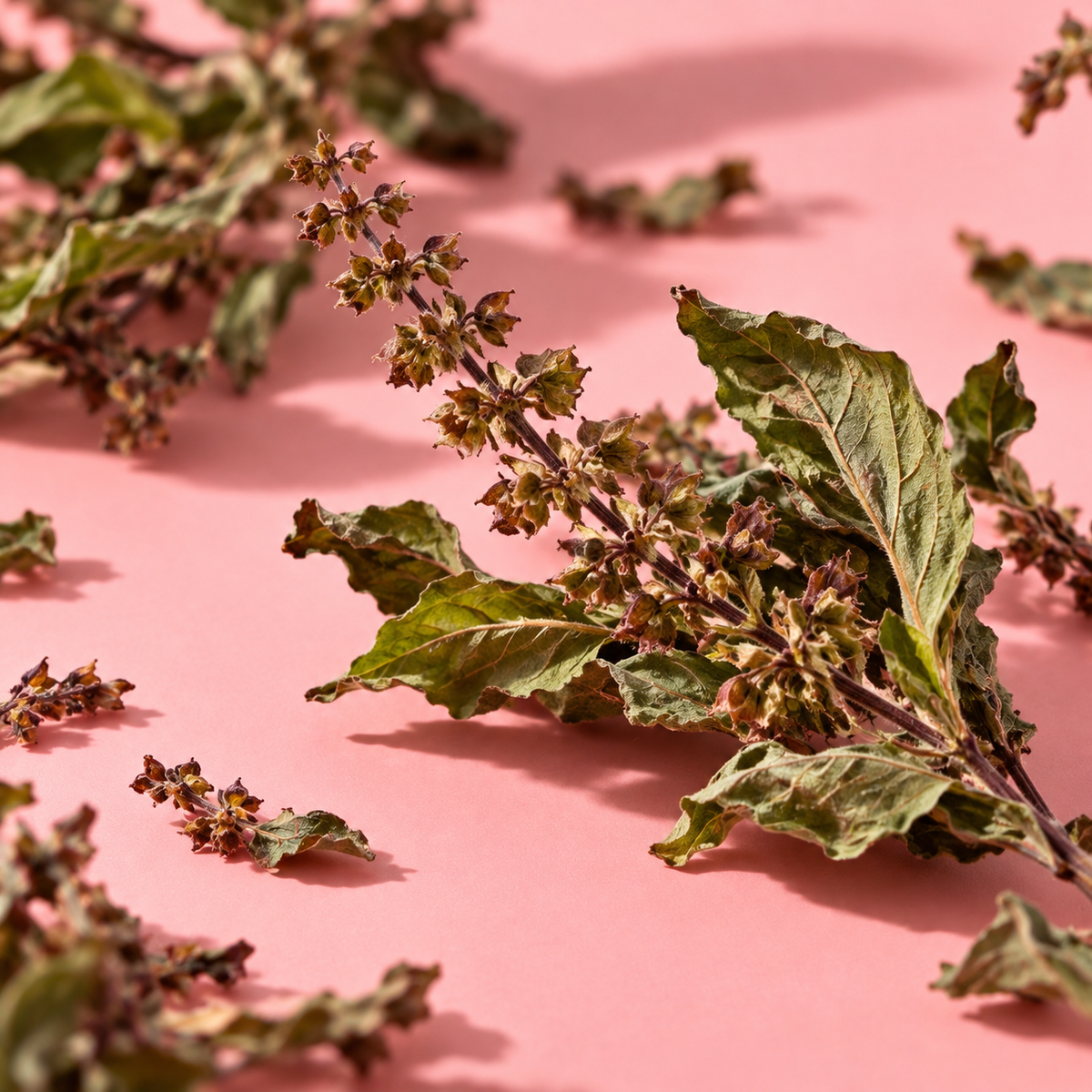Tulsi – Ein Moment der Ruhe (Bio)