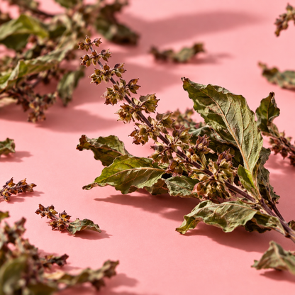 Tulsi – Ein Moment der Ruhe (Bio)